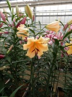 [5176 Eudoxia No02.JPG]